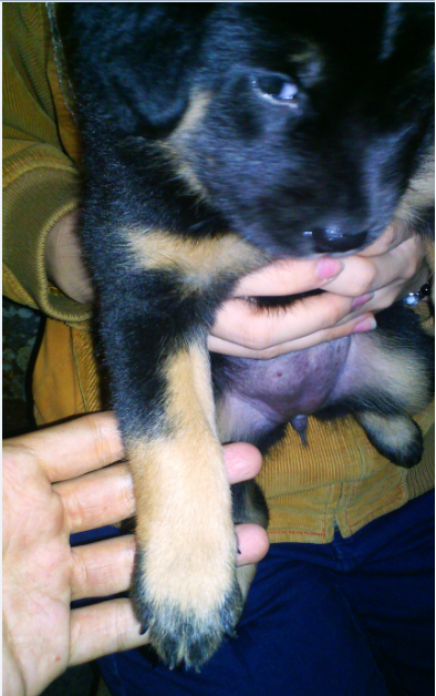 ASK All About DOGIE &#91;CENDOL INSIDE&#93;