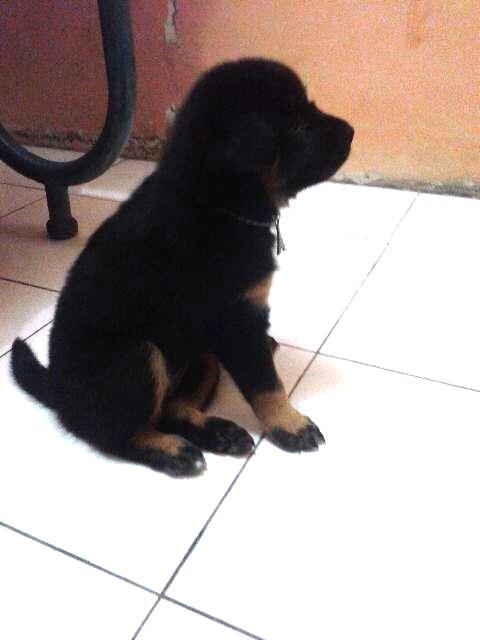 ASK All About DOGIE &#91;CENDOL INSIDE&#93;