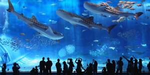 10 Tempat Wisata di Jepang yang Wajib Dikunjungi + Mulus