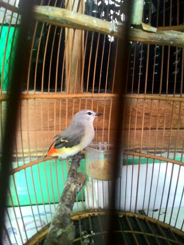 48++ Burung mantenan gunung terupdate