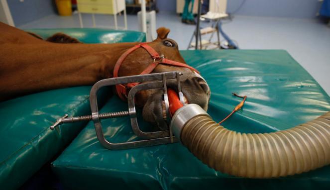 Beginilah Proses Operasi Kuda Pacu Yang Patah Kaki 