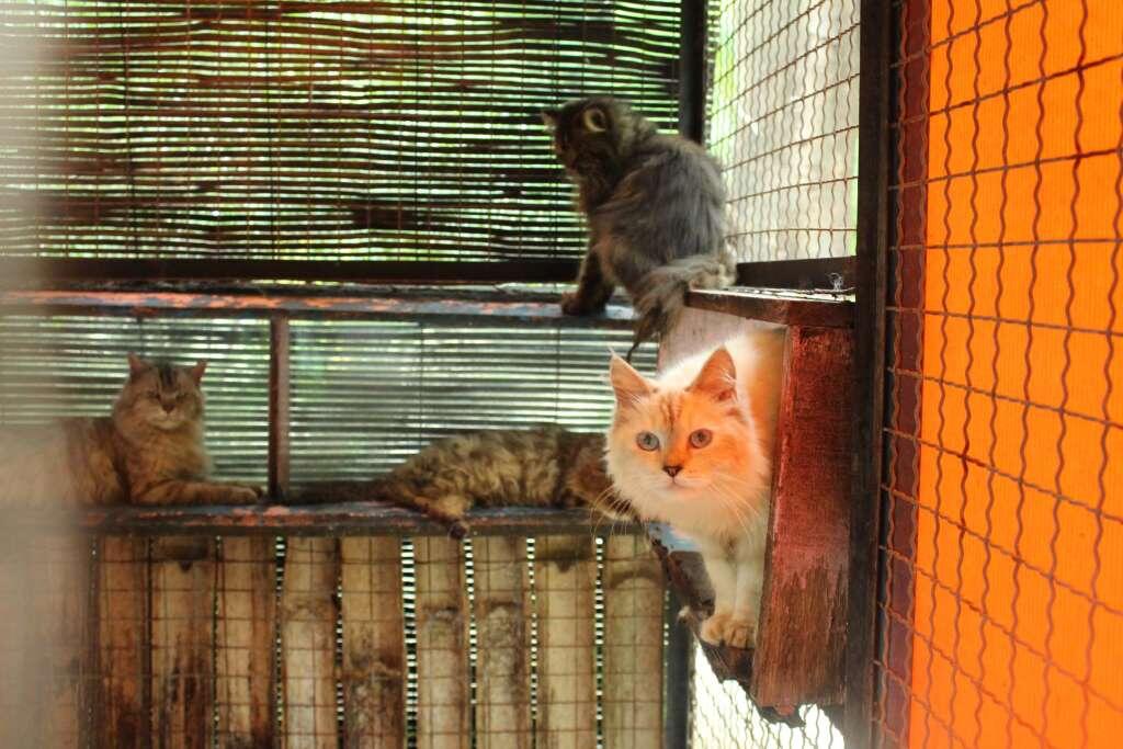 Nasib Kucing Kebun Binatang Surabaya, Kandang Kucing atau Kandang Ayam ??