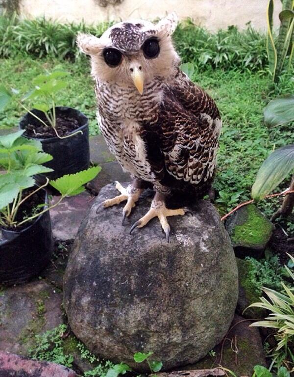 Terjual WTS Burung Hantu BUBO SUMATRANUS | KASKUS