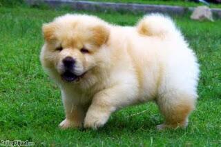 Membeli Anjing Kecil