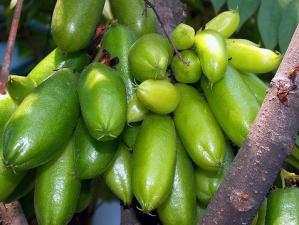 Khasiat buah buhan yang sering kita jumpai