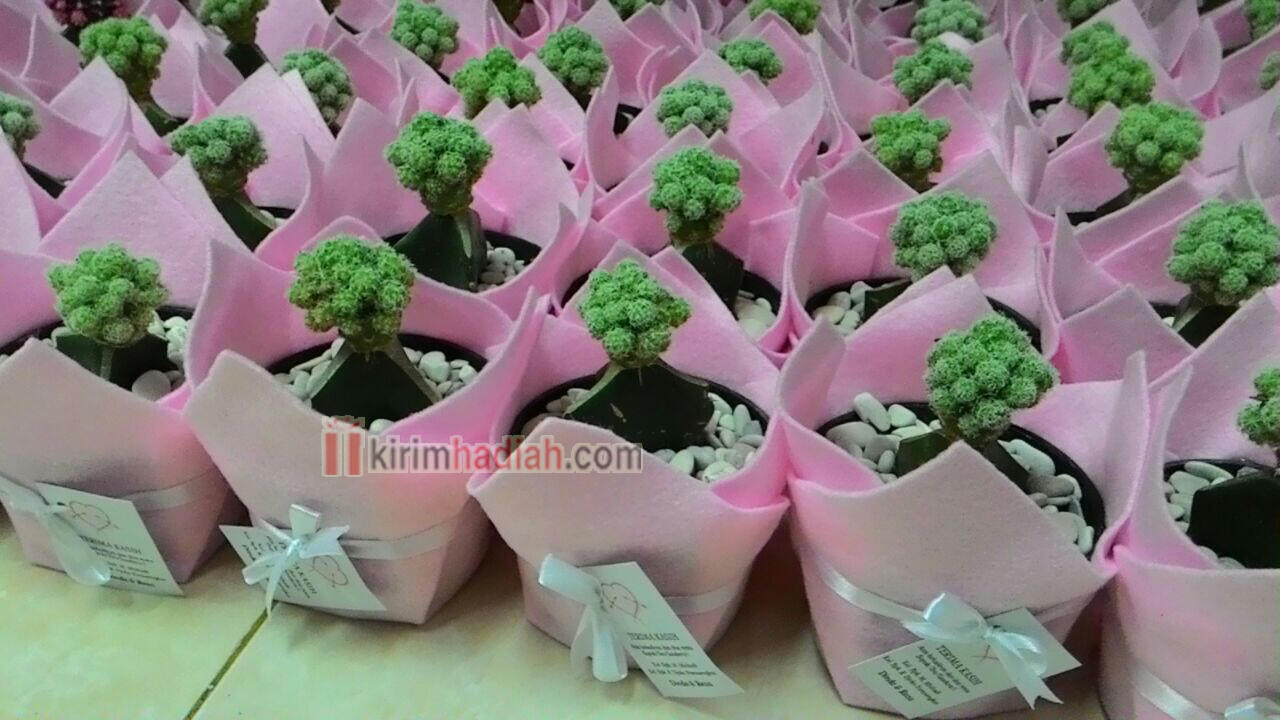 Terjual Kaktus Mini Murah MALANG Souvenir Hadiah 