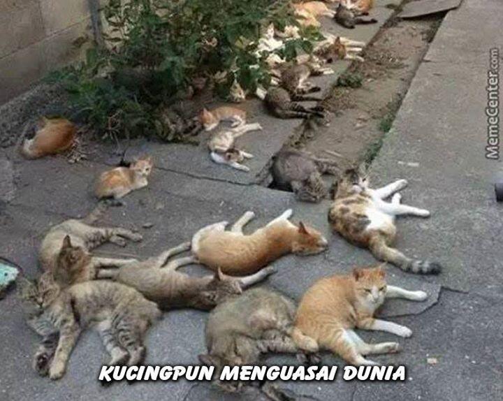 Khusus Yang Suka Banget Sama 'Kucing' &#91;&#91; Adult Area &#93;&#93;