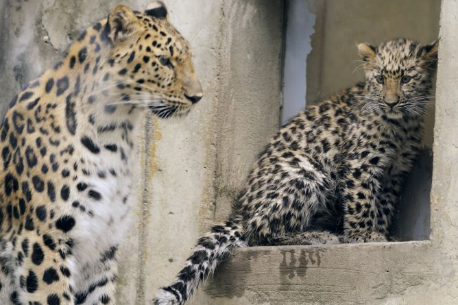 13 Spesies Amat Terancam Punah di Dunia