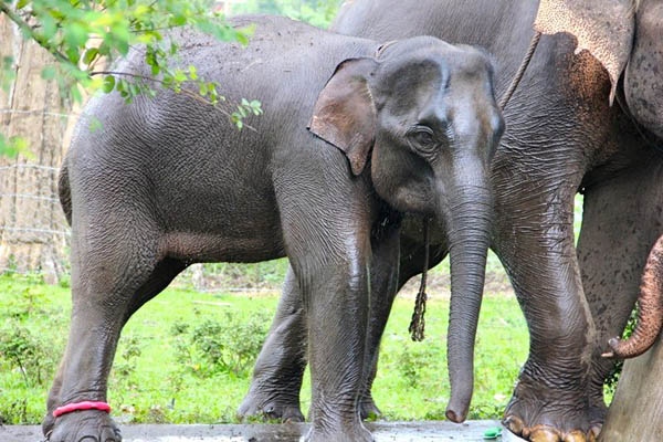 13 Spesies Amat Terancam Punah di Dunia