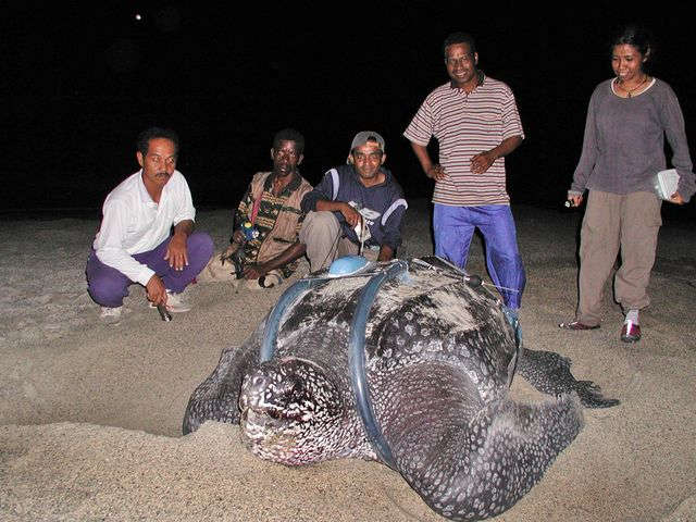 13 Spesies Amat Terancam Punah di Dunia