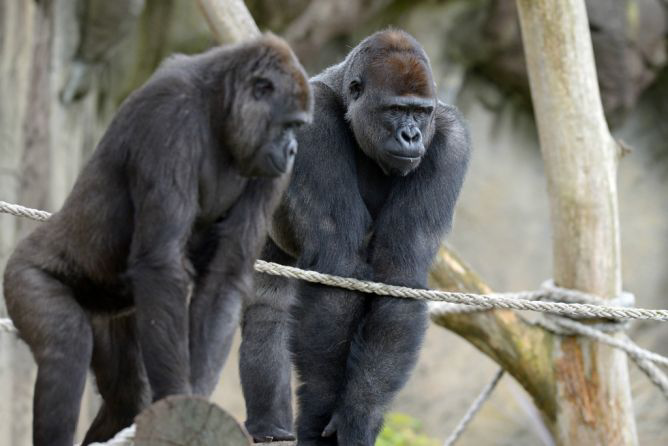 13 Spesies Amat Terancam Punah di Dunia