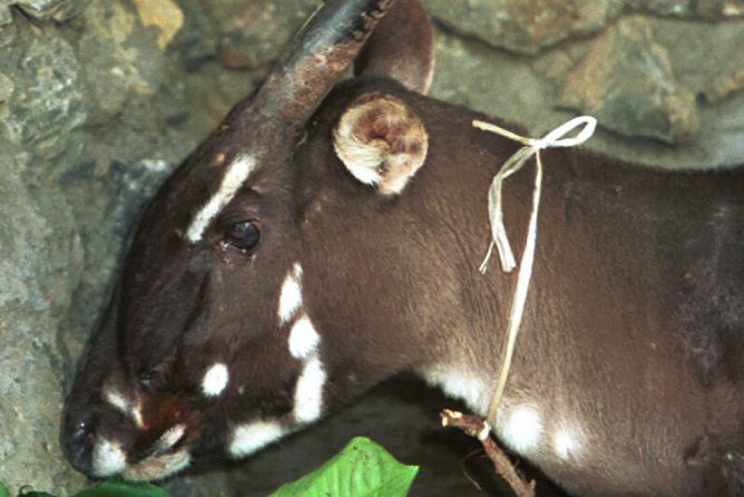 13 Spesies Amat Terancam Punah di Dunia