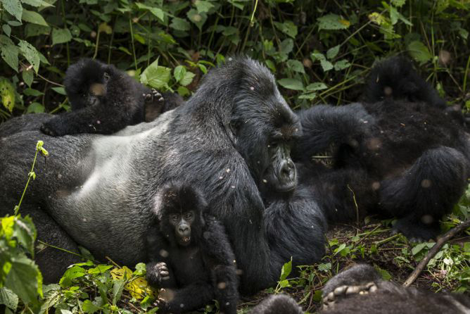 13 Spesies Amat Terancam Punah di Dunia