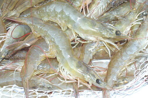 Penyakit Udang Putih