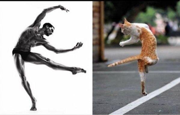 Kucing Menirukan Gaya Orang