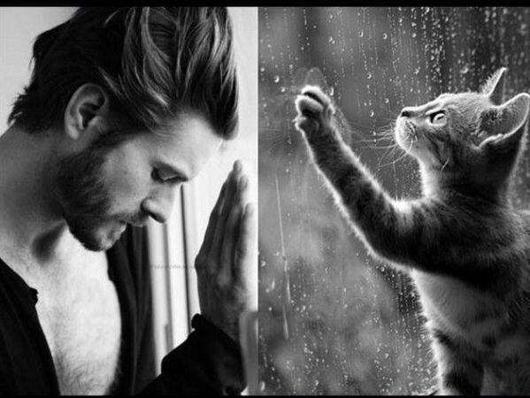 Kucing Menirukan Gaya Orang
