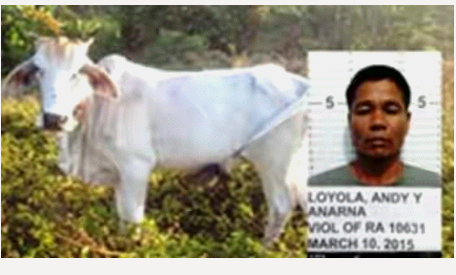Gila dah Pria ini Nekat Perkosa Sapi Sampai Hamil