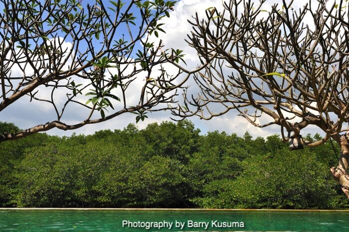 Pulau Menjangan, sekeping surga di Pulau Bali.