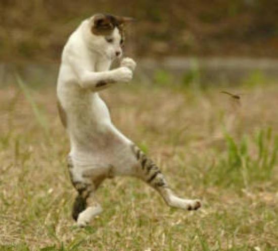 Hewan Hewan Jagoan !