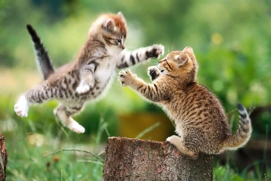 Hewan Hewan Jagoan !