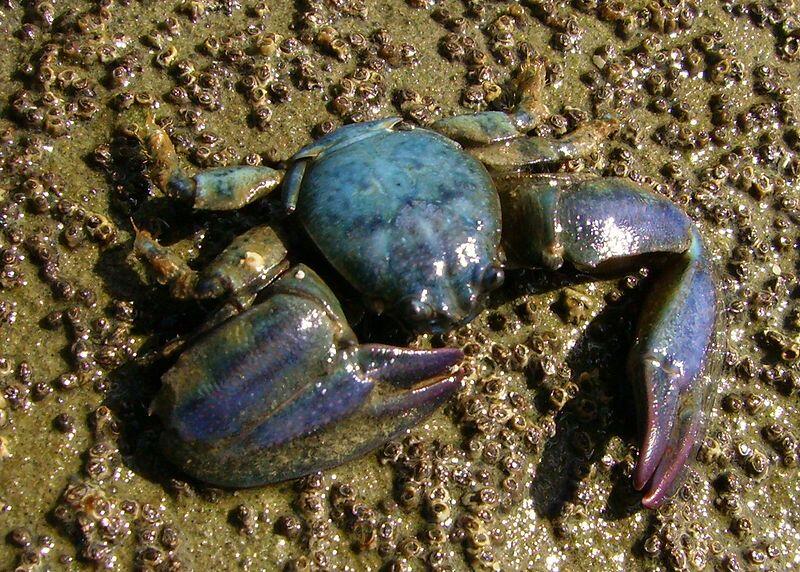 Resep Membuat Kepiting Saos Madu