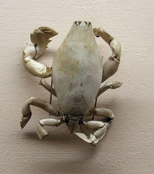 Resep Membuat Kepiting Saos Madu