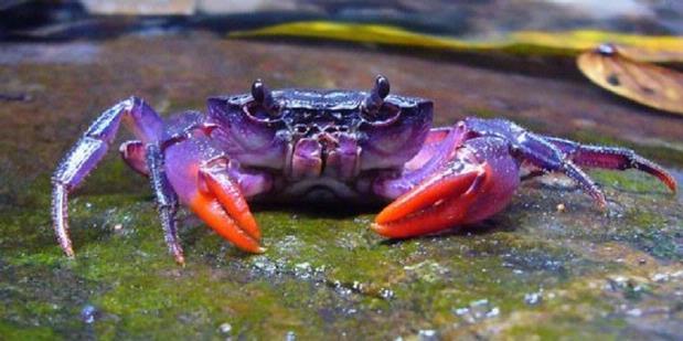 Resep Membuat Kepiting Saos Madu