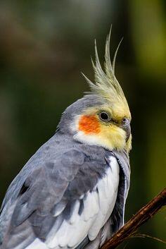 Inilah trend COCKATIEL Burung KAKATUA MINI yang JINAK 