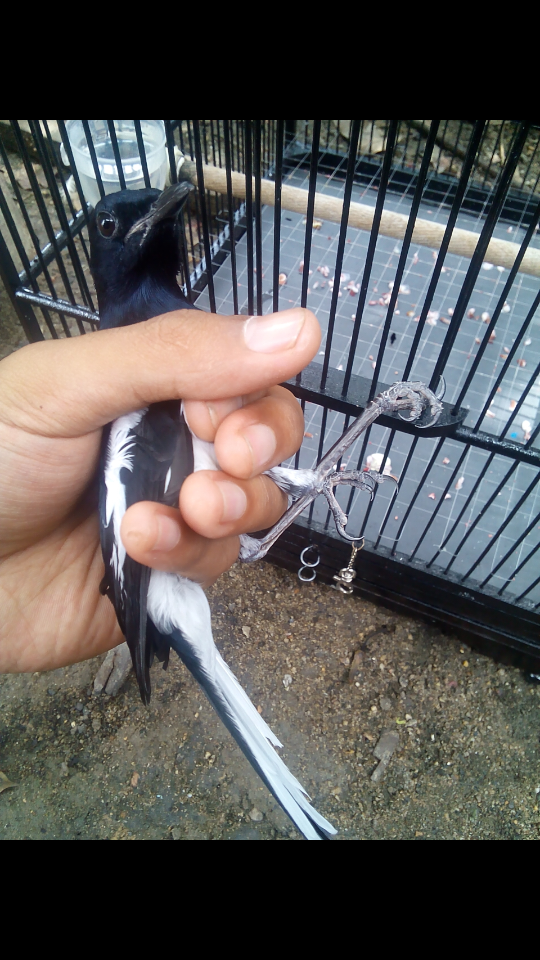 Konsultasi Masalah Kesehatan Dan Penyakit Burung Page 11 Kaskus