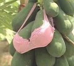 Si orange penurun berat badan 