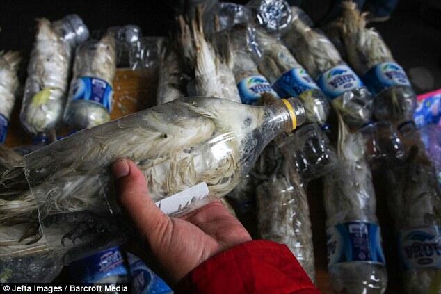 Lihat nih, Modus Baru Penyelundupan, Burung Eksotis di Botol Air Mineral