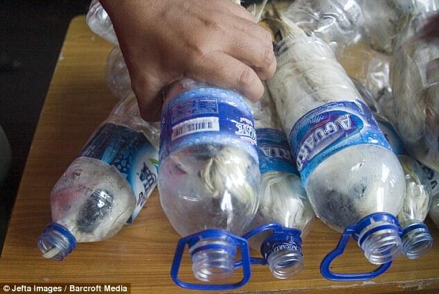 Lihat nih, Modus Baru Penyelundupan, Burung Eksotis di Botol Air Mineral