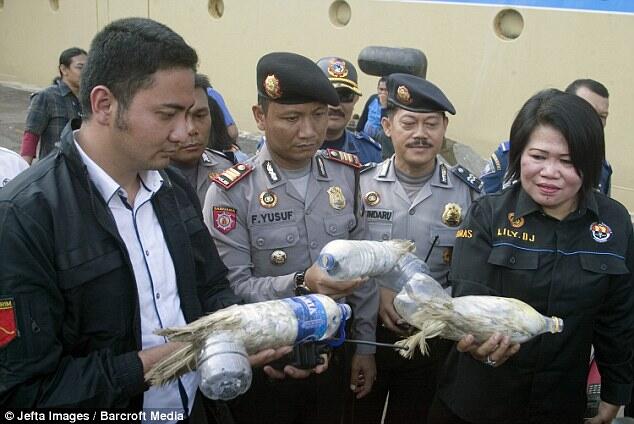 Lihat nih, Modus Baru Penyelundupan, Burung Eksotis di Botol Air Mineral