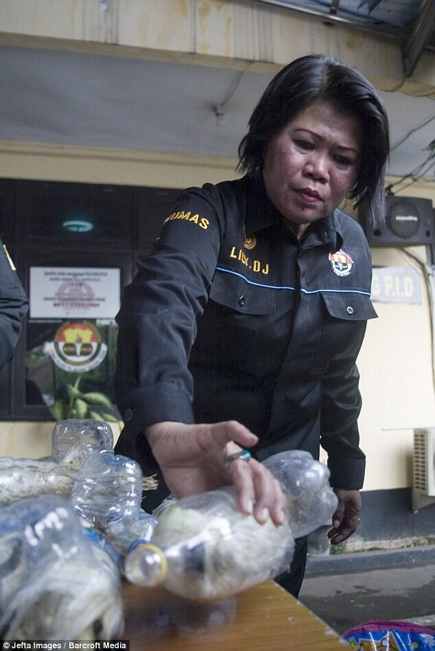 Lihat nih, Modus Baru Penyelundupan, Burung Eksotis di Botol Air Mineral