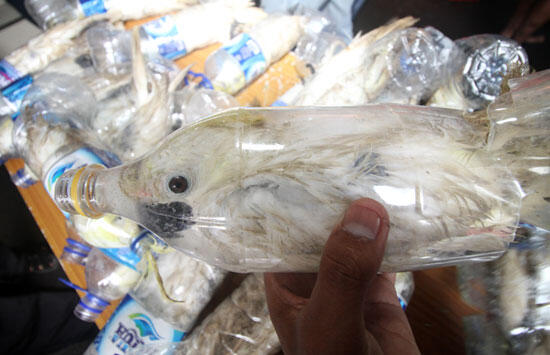 Burung kakaktua dimasukkan botol air mineral lalu diperjualbelikan.
