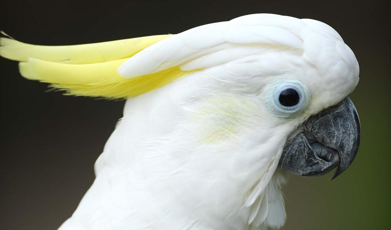 Burung kakaktua dimasukkan botol air mineral lalu diperjualbelikan.