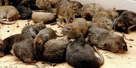Misterius, Malam Jumat Ribuan Tikus Tiba-tiba Muncul