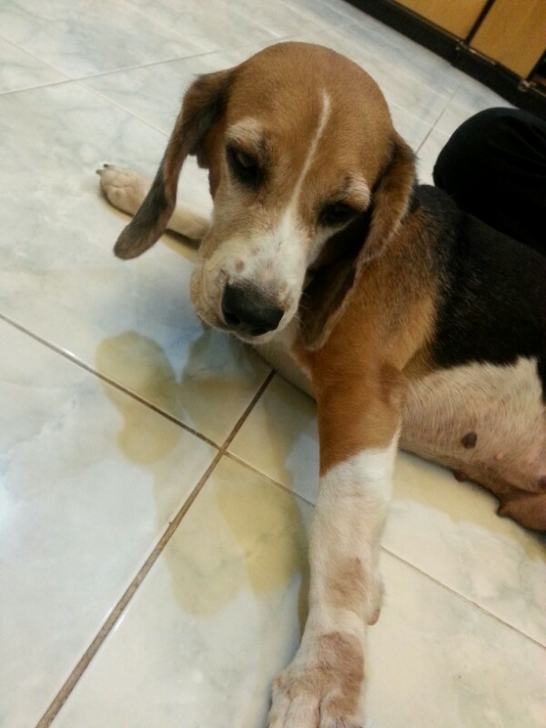 Dicari jodoh anjing beagle