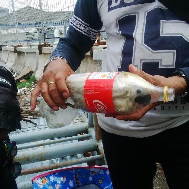 Nasib Kakatua Jambul Kuning di Botol Mineral yang Membuat Miris Dunia