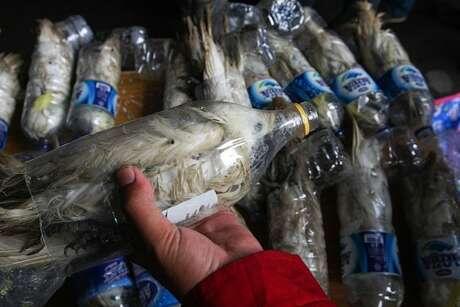 Nasib Kakatua Jambul Kuning di Botol Mineral yang Membuat Miris Dunia