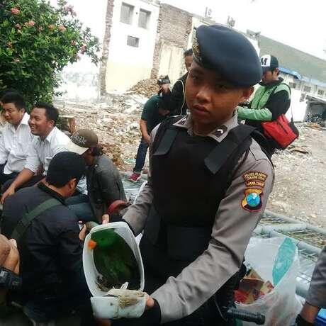 Nasib Kakatua Jambul Kuning di Botol Mineral yang Membuat Miris Dunia