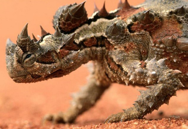 5 Binatang Dengan Julukan Setan “Devil” Karena Bentuknya yang Aneh dan Seram
