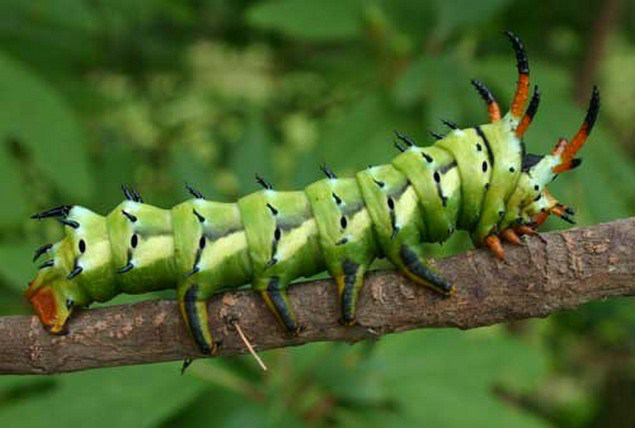 5 Binatang Dengan Julukan Setan “Devil” Karena Bentuknya yang Aneh dan Seram