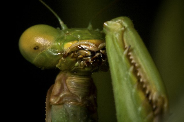 5 Binatang Dengan Julukan Setan “Devil” Karena Bentuknya yang Aneh dan Seram