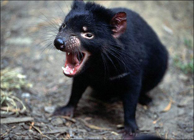 5 Binatang Dengan Julukan Setan “Devil” Karena Bentuknya yang Aneh dan Seram