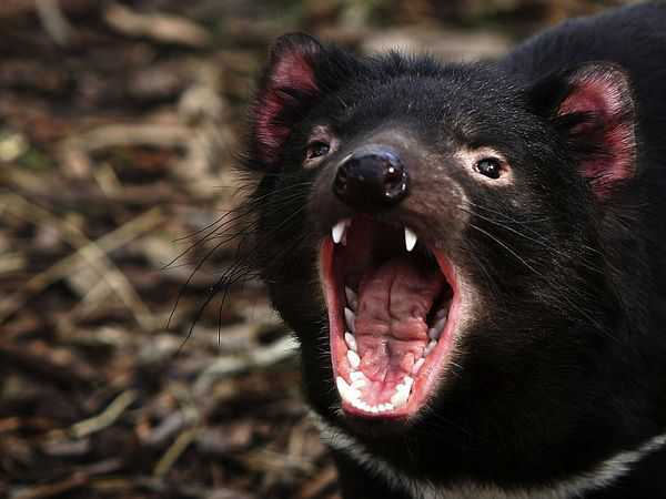 5 Binatang Dengan Julukan Setan “Devil” Karena Bentuknya yang Aneh dan Seram