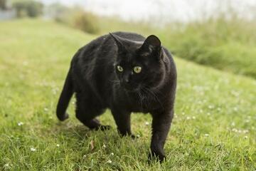 Mengapa Kucing Hitam Dianggap Sial?
