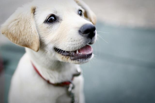 &#91;ASK&#93; Mengapa Harus ANJING yang dimakan ?! (BUTUH ALASAN KUAT)