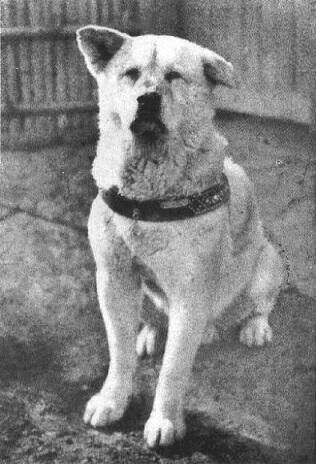 Hachiko Manusia: Pria Menunggu Kekasihnya 20 thn, Sang Kekasih Tdk Pernah Muncul2