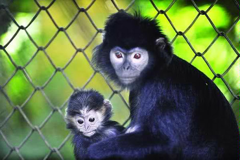 (Info Kuliner) Monyet Gn Semeru Diburu untuk Campuran Bakso !!!